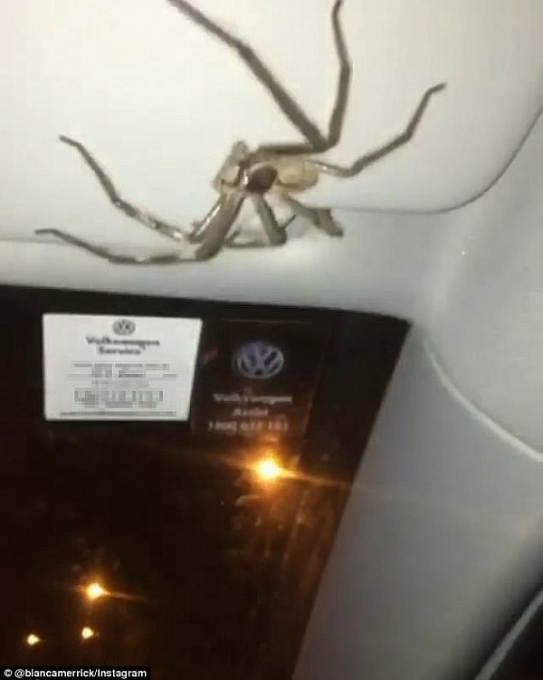 4675179F00000578-5094483-The_massive_spider_was_on_the_woman_s_sun_visor_above_her_head-a-1_1510960057748.jpg,0