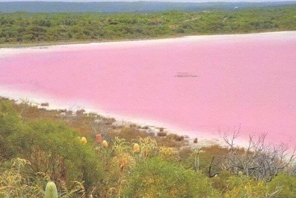 澳洲知名景点粉红湖“消失”啦！游客一脸懵逼 当地居民倍感绝望（组图） - 4