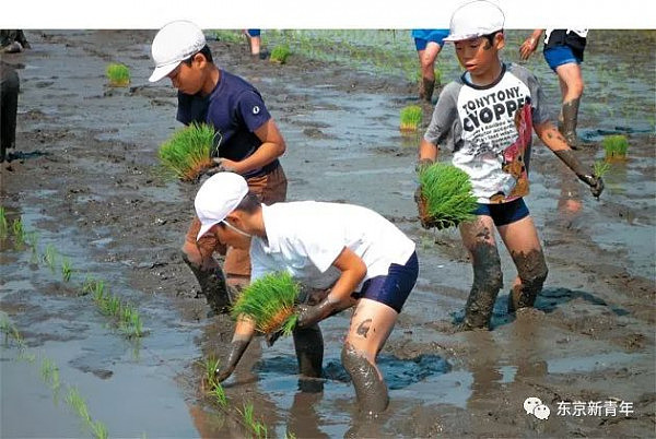 日本老师让小学生们花150天养两头猪，长大后逼他们亲自吃掉！这就是日式教育… - 1