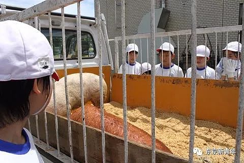 日本老师让小学生们花150天养两头猪，长大后逼他们亲自吃掉！这就是日式教育… - 2
