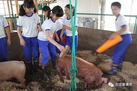 日本老师让小学生们花150天养两头猪，长大后逼他们亲自吃掉！这就是日式教育… - 3