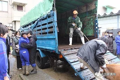 日本老师让小学生们花150天养两头猪，长大后逼他们亲自吃掉！这就是日式教育… - 5