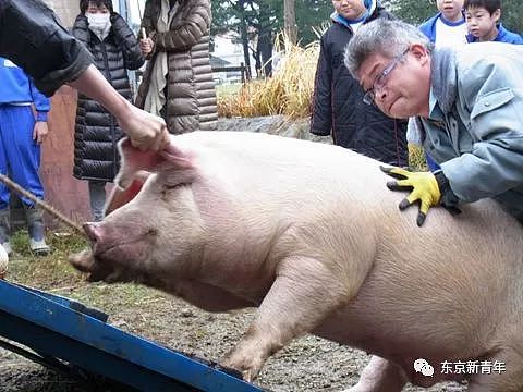 日本老师让小学生们花150天养两头猪，长大后逼他们亲自吃掉！这就是日式教育… - 6