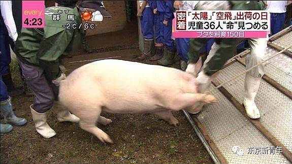 日本老师让小学生们花150天养两头猪，长大后逼他们亲自吃掉！这就是日式教育… - 7