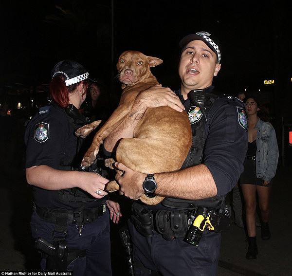 Agencies such as the police, the dog squad, mounted police, Red Frogs Australia and State Emergency Services will all be on hand to help out and keep patrons safe across the events