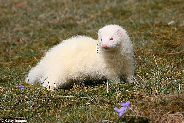 The woman, who asked to remain anonymous, said the ferret was fearless and ran back into her home through her dog door after she had chased it out