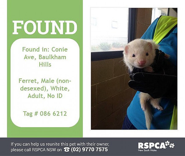 The ferret was found in a neighbouring street and handed in to RSPCA on Monday
