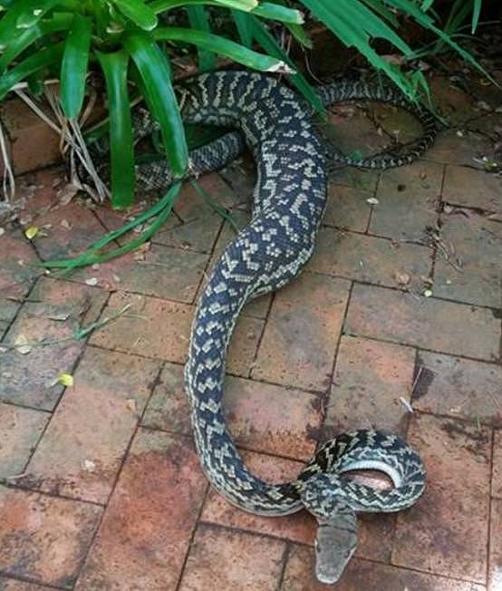 惊吓！澳女睁眼发现眼前躺着一条3米长蟒蛇 吓得魂都飞了！盘点大土澳那些“不速之客” - 29