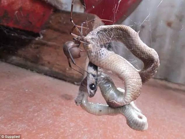 惊吓！澳女睁眼发现眼前躺着一条3米长蟒蛇 吓得魂都飞了！盘点大土澳那些“不速之客” - 31