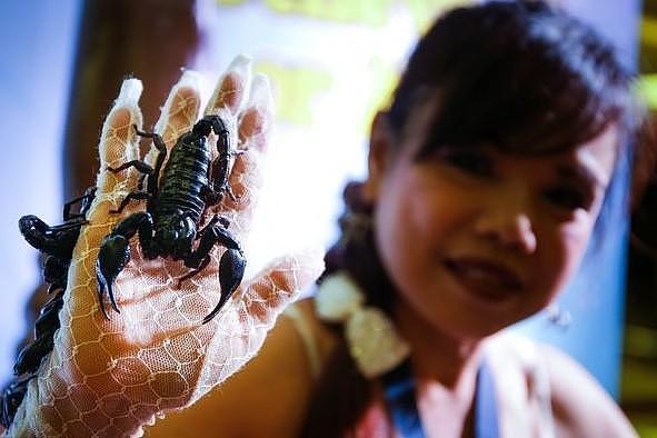 惊悚！泰国蝎子女王的惊悚表演，嘴含活蝎子淡定自若，创世界纪录 - 3