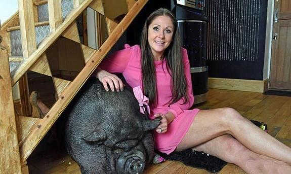 夫妻俩花费3400元买回两条迷你猪，3年后变成了300斤的庞然大物