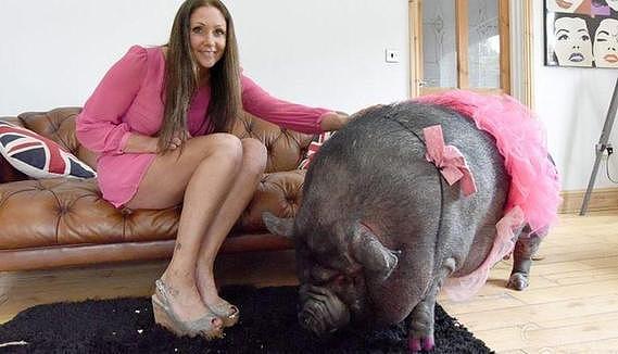 夫妻俩花费3400元买回两条迷你猪，3年后变成了300斤的庞然大物