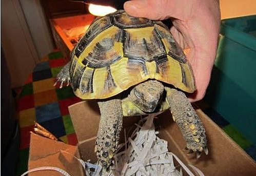 网友想要试看乌龟是否会冬眠，于是将宠物乌龟放进冰箱2个月