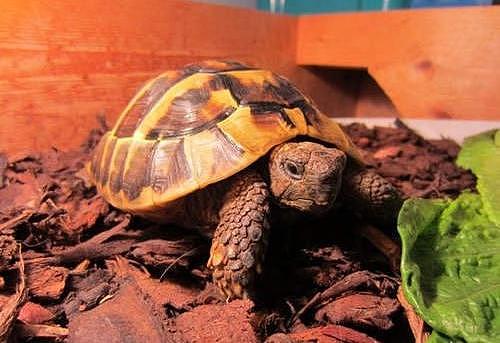 网友想要试看乌龟是否会冬眠，于是将宠物乌龟放进冰箱2个月