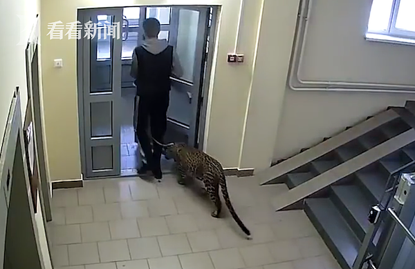 俄罗斯男子儿童公园溜豹吓坏邻居 反驳称“它跟家猫一样”（组图） - 2