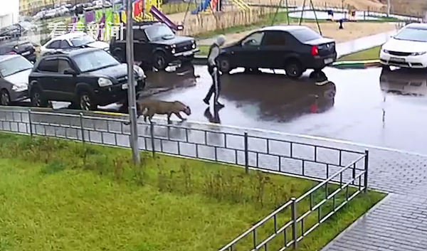 俄罗斯男子儿童公园溜豹吓坏邻居 反驳称“它跟家猫一样”（组图） - 3