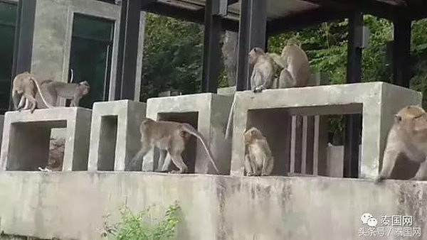 泰国女孩景区抢小猴玩，遭群猴撕咬鲜血淋漓！