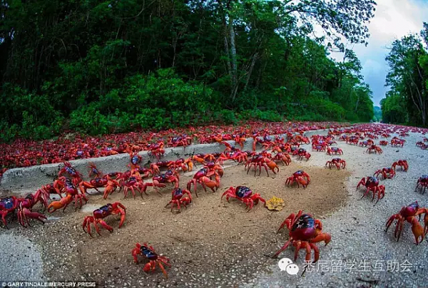 能吃吗？ 几千万只澳洲“大闸蟹”来袭，覆盖整座岛屿！政府为保护它们操碎了心 - 5