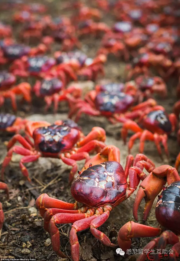能吃吗？ 几千万只澳洲“大闸蟹”来袭，覆盖整座岛屿！政府为保护它们操碎了心 - 13