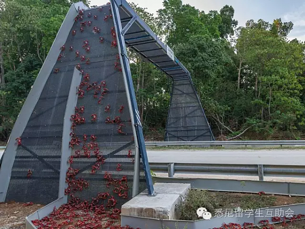 能吃吗？ 几千万只澳洲“大闸蟹”来袭，覆盖整座岛屿！政府为保护它们操碎了心 - 17