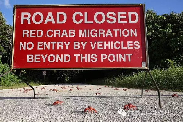 能吃吗？ 几千万只澳洲“大闸蟹”来袭，覆盖整座岛屿！政府为保护它们操碎了心 - 18