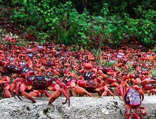能吃吗？ 几千万只澳洲“大闸蟹”来袭，覆盖整座岛屿！政府为保护它们操碎了心 - 27