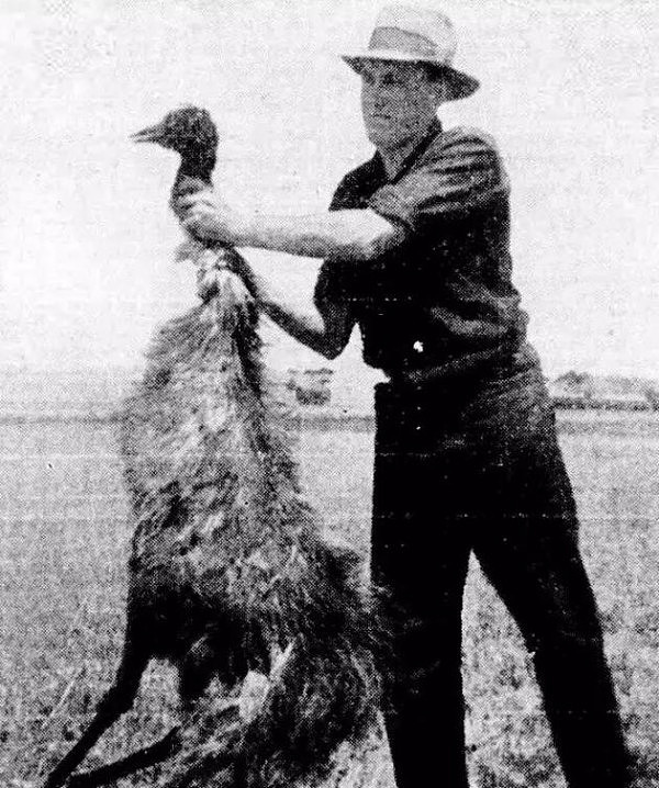 澳洲军队曾和土澳超级大鸟厮杀，然而他们荷枪实弹，死磕了一个月后，恐怖的事情发生了...... - 5