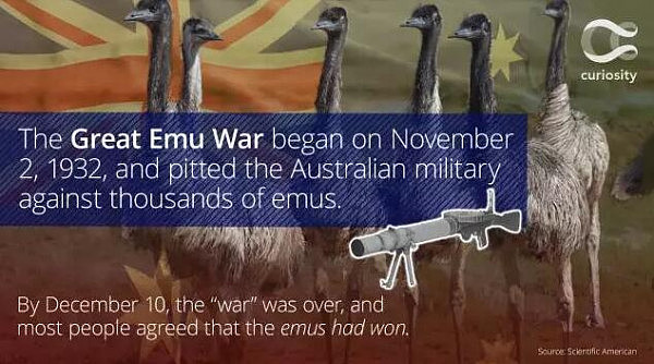 澳洲军队曾和土澳超级大鸟厮杀，然而他们荷枪实弹，死磕了一个月后，恐怖的事情发生了...... - 18