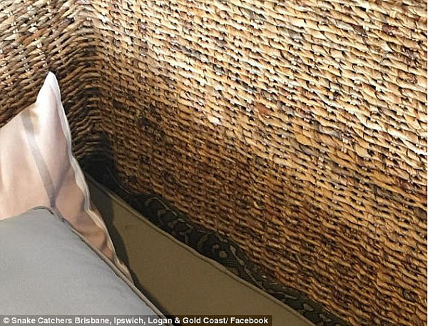 A woman got the shock of her life when she found a snake down the side of her sofa (pictured)