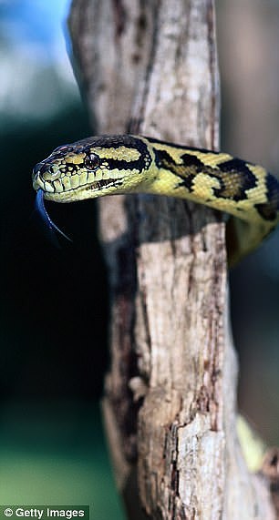 Carpet pythons are non-venomous and frequently found in Brisbane (stock image)