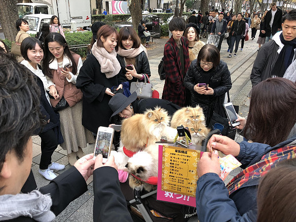 日本大叔溜猫被女孩围堵大喊：卡哇伊，岛国养猫将升至宠物第一  - 1