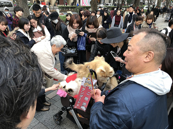 日本大叔溜猫被女孩围堵大喊：卡哇伊，岛国养猫将升至宠物第一  - 2