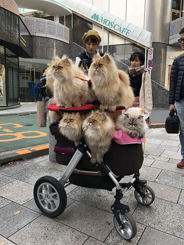 日本大叔溜猫被女孩围堵大喊：卡哇伊，岛国养猫将升至宠物第一  - 3