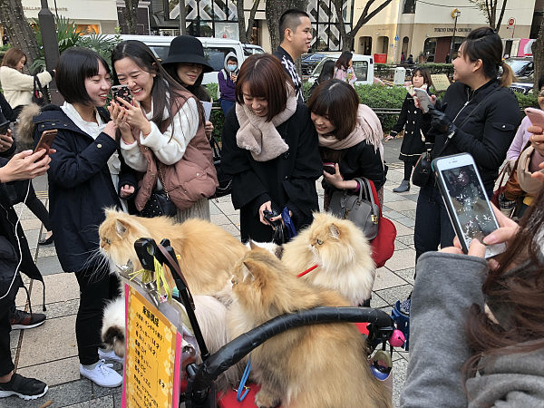 日本大叔溜猫被女孩围堵大喊：卡哇伊，岛国养猫将升至宠物第一  - 5