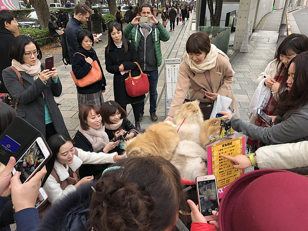 日本大叔溜猫被女孩围堵大喊：卡哇伊，岛国养猫将升至宠物第一  - 6