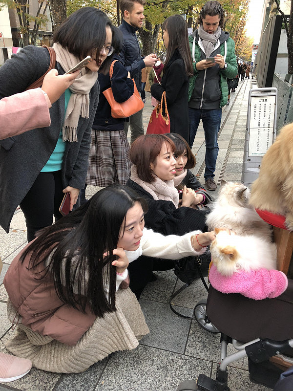 日本大叔溜猫被女孩围堵大喊：卡哇伊，岛国养猫将升至宠物第一  - 7