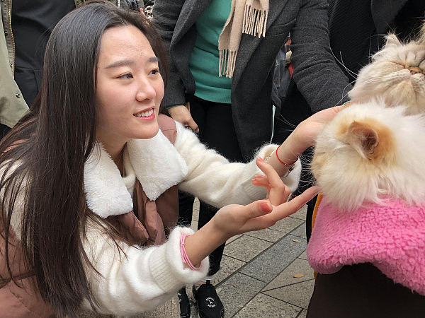 日本大叔溜猫被女孩围堵大喊：卡哇伊，岛国养猫将升至宠物第一  - 8