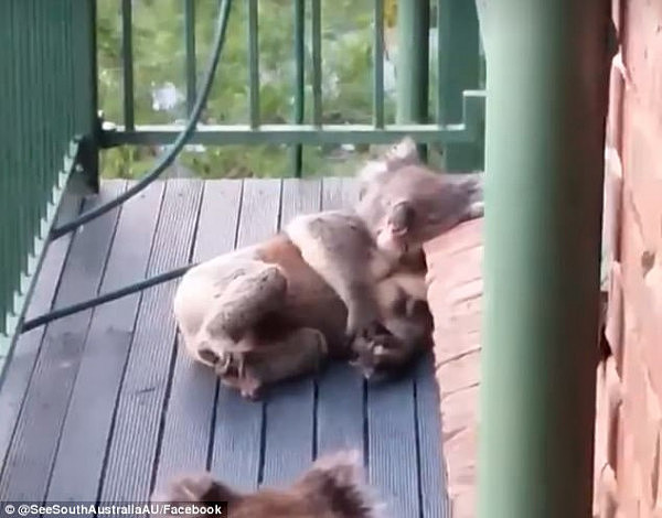 Adorable footage has arisen of a pair of cheeky koalas, with one furry friend seen dozing off and resting his head on a brick windowsill on a South Australian deck