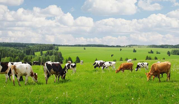 如何看待澳洲肉牛价格走势？气候主导 中期内缓降 - 1