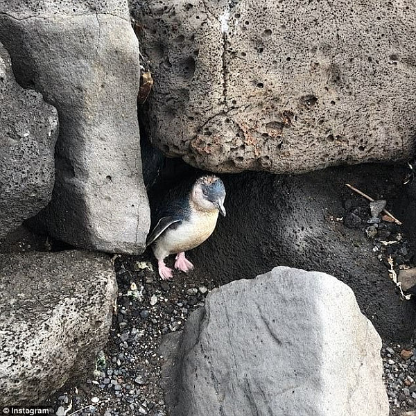 Little penguins are under threat from tourists taking photographs at St Kilda pier (pictured)