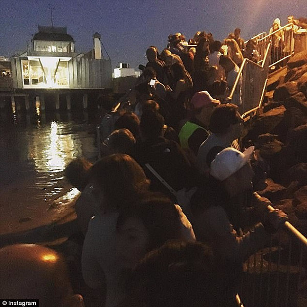 Tourists pack out the pier (pictured) and some use selfie sticks to reach over to the pengiuns