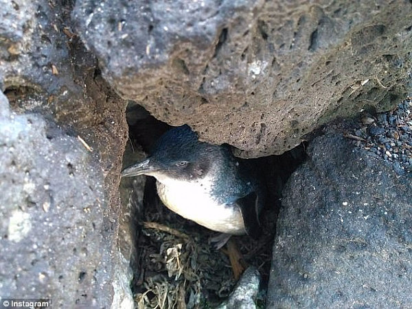 Some penguins (pictured) have been killed after tourists tried to pick them up for photographs