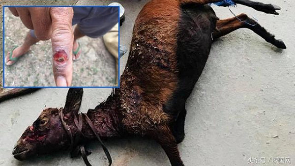 泰国确诊1例炭疽病例，因食用缅甸走私羊肉被感染！