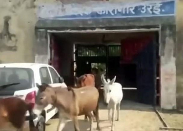 印度又出荒谬事件！8驴子坐了4天监狱，警方公布的罪名笑哭