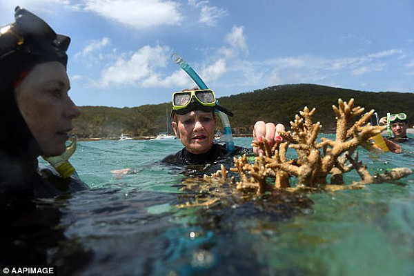 Pauline Hanson said she's decided to 'update her interests register' after the politician was accused of failing to declare a $4,500 Great Barrier Reef cruise she was gifted last year (pictured) 