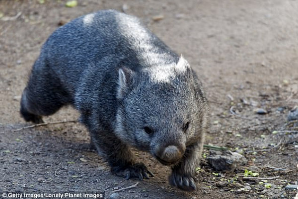 A wombat has been captured and killed after weeks of terrorising people (stock image)
