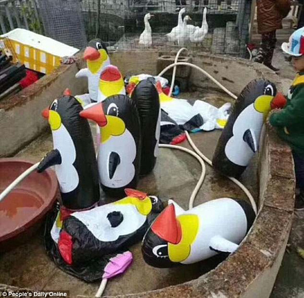 'Penguins from the South Pole': A Chinese zoo has shocked visitors with inflatable toys