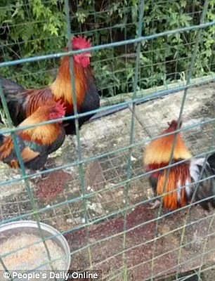 Featuring rare wildlife animals in the zoo's posters, visitors were disappointed to see poultry such as chickens and geese