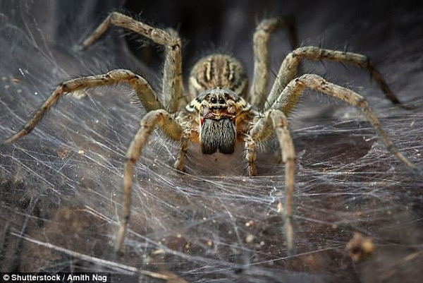 4707934300000578-5149927-If_spiders_in_Australia_banded_together_they_could_eat_everyone_-a-17_1512524458682.jpg,0