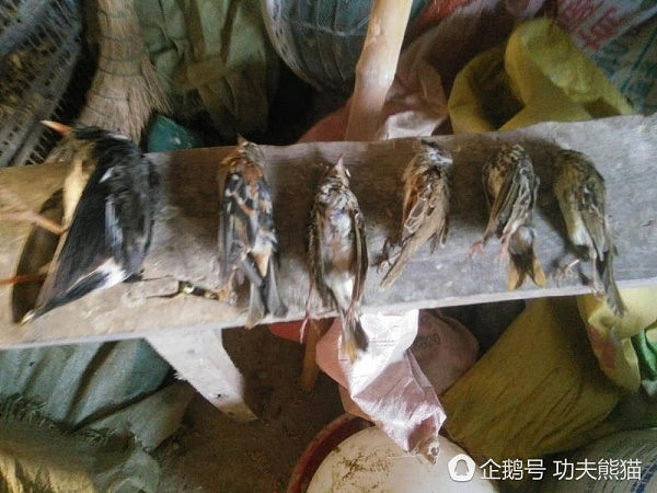 这种鸟被中国食客吃到濒临灭绝 只用了十多年（组图） - 6